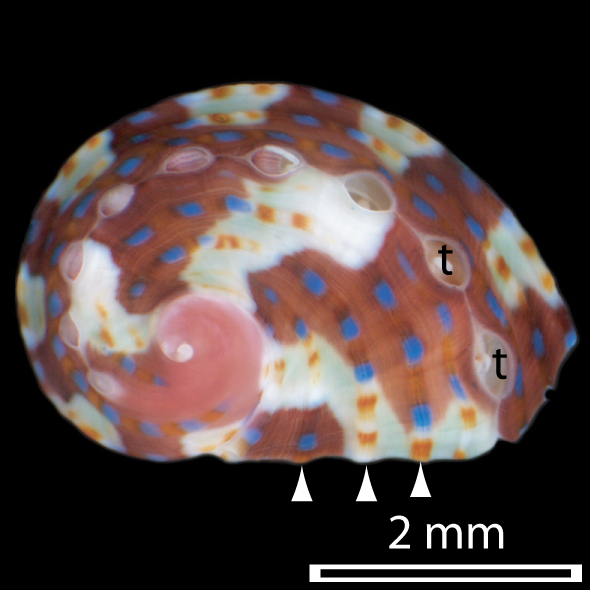 File:Haliotis asinina shell 3.jpg