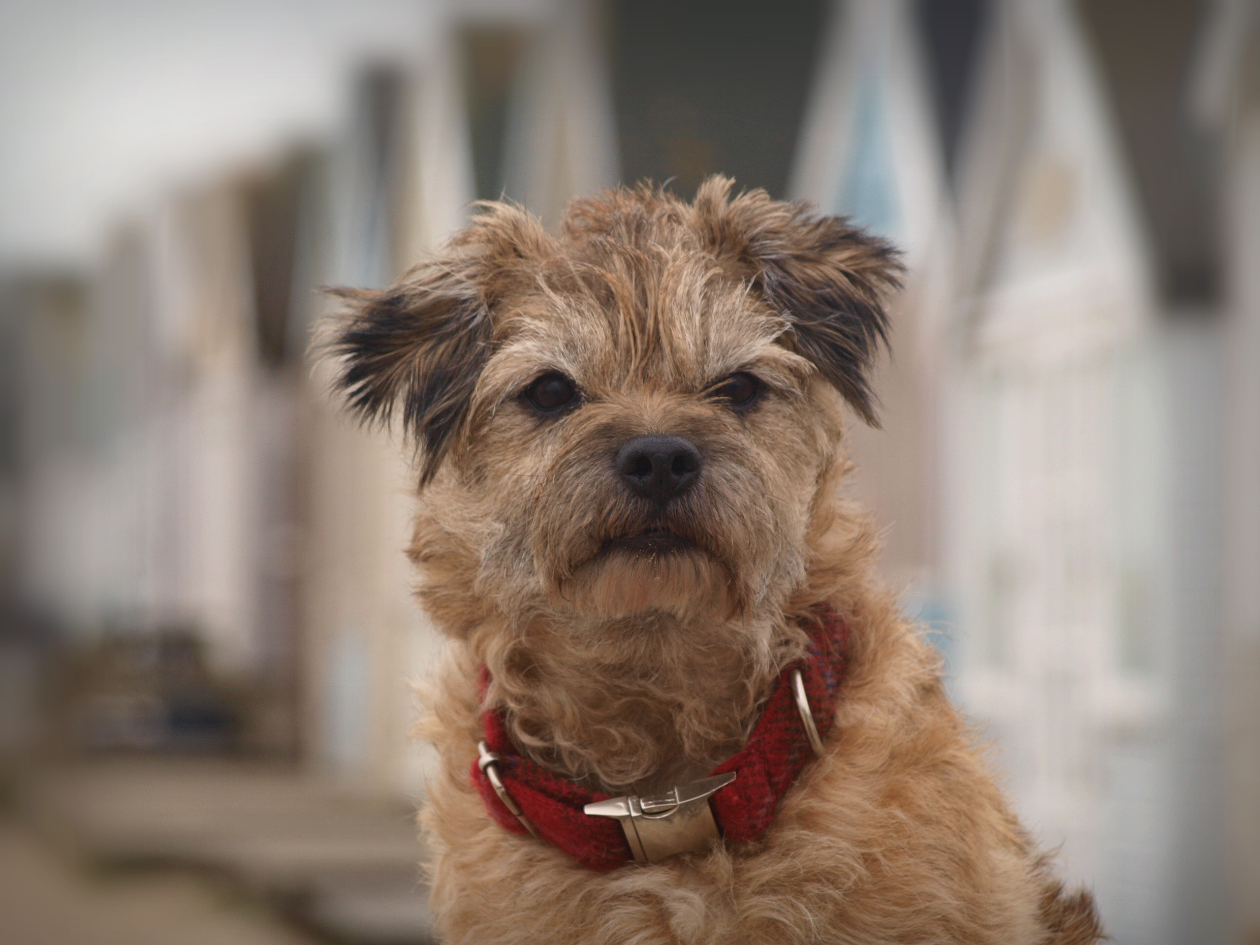 Hazel_border_terrier.jpg