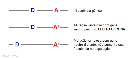 File:Imagem efeito carona.jpg