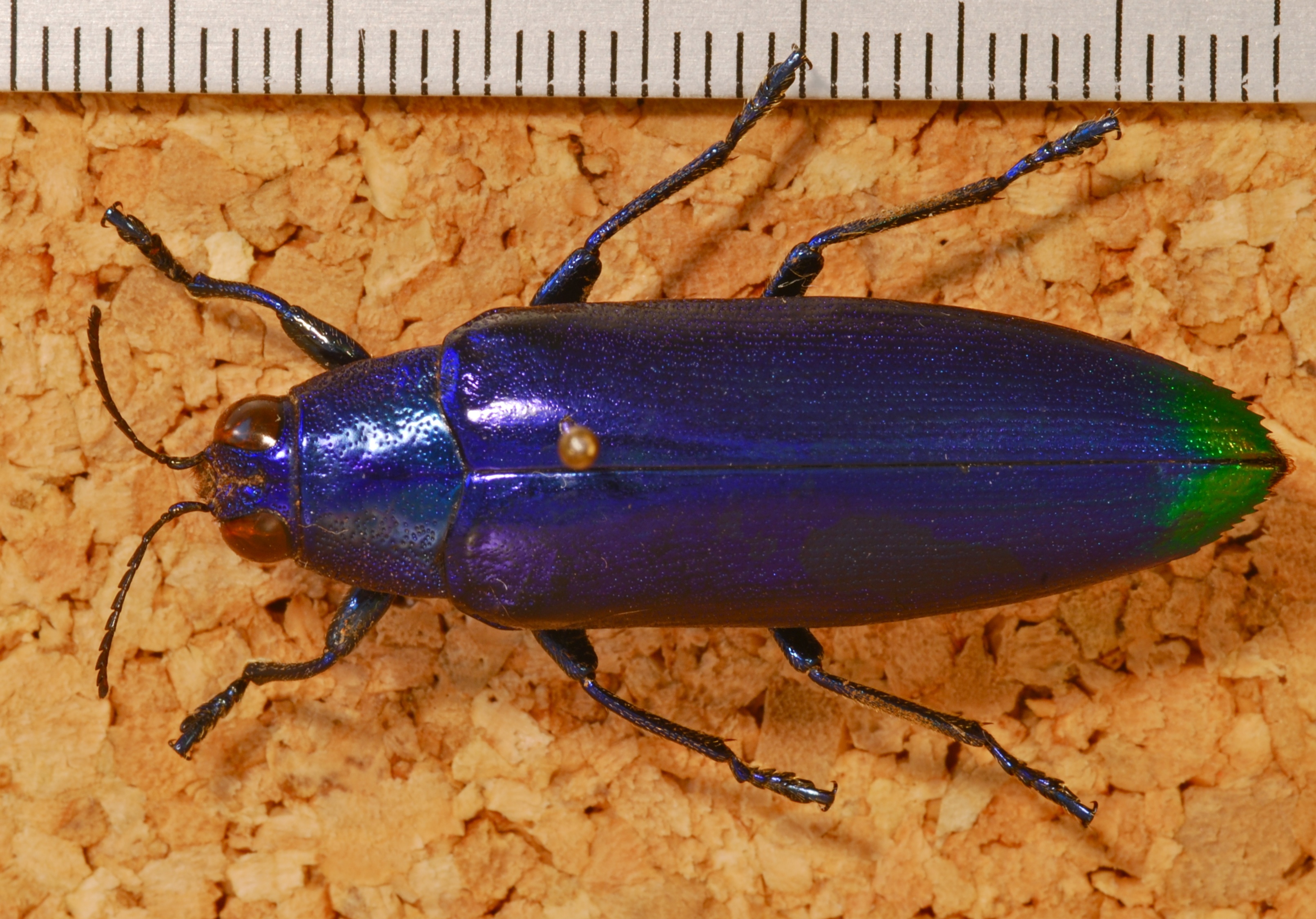 Jewel Beetle (Chrysochroa fulminans) "Blue Form" (8226659567).jpg