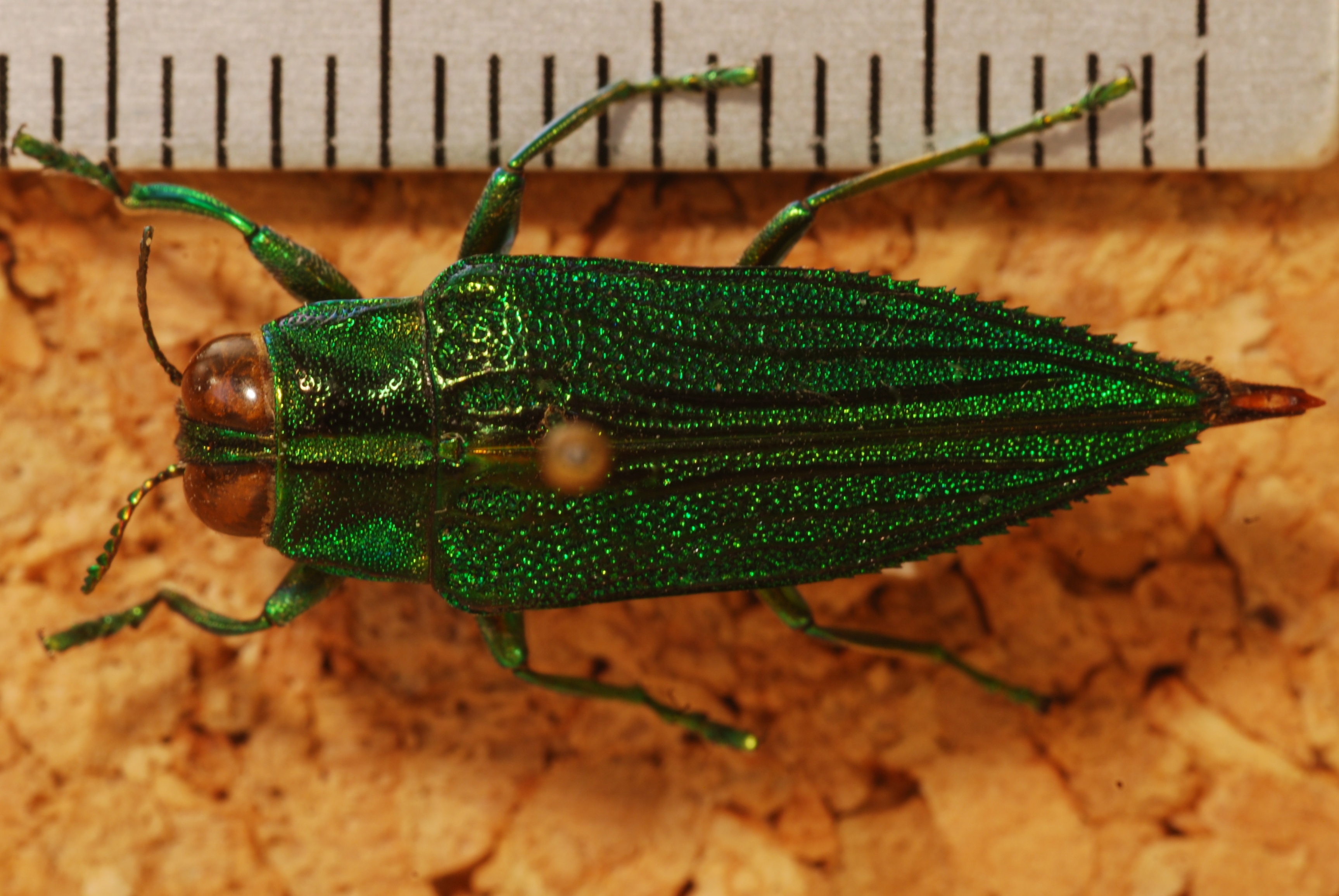 Jewel Beetle (Evides intermedia) (8272931976).jpg