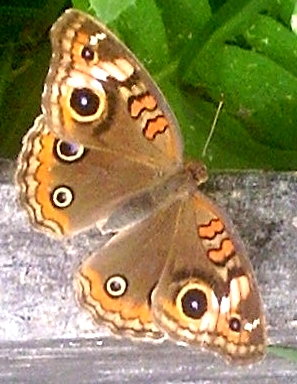 File:Junonia Genoveva1.jpg