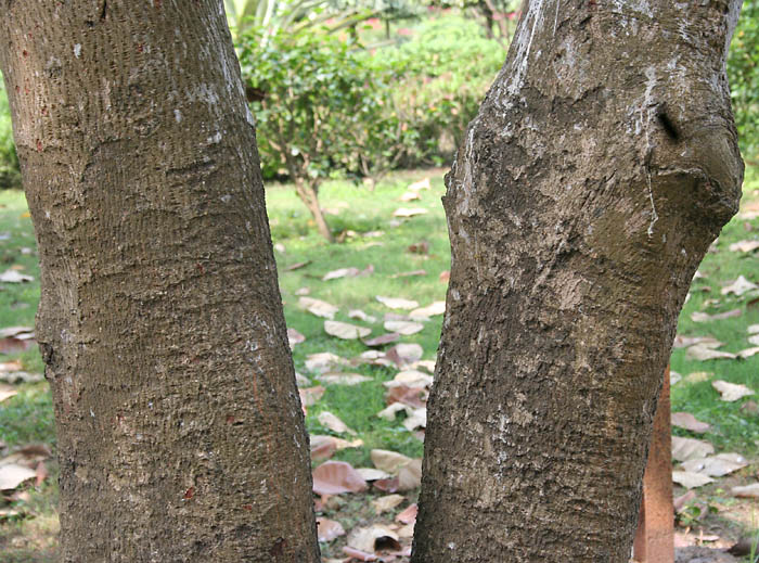 File:Kanak Champa (Pterospermum acerifolium) trunk in Kolkata W IMG 2930.jpg