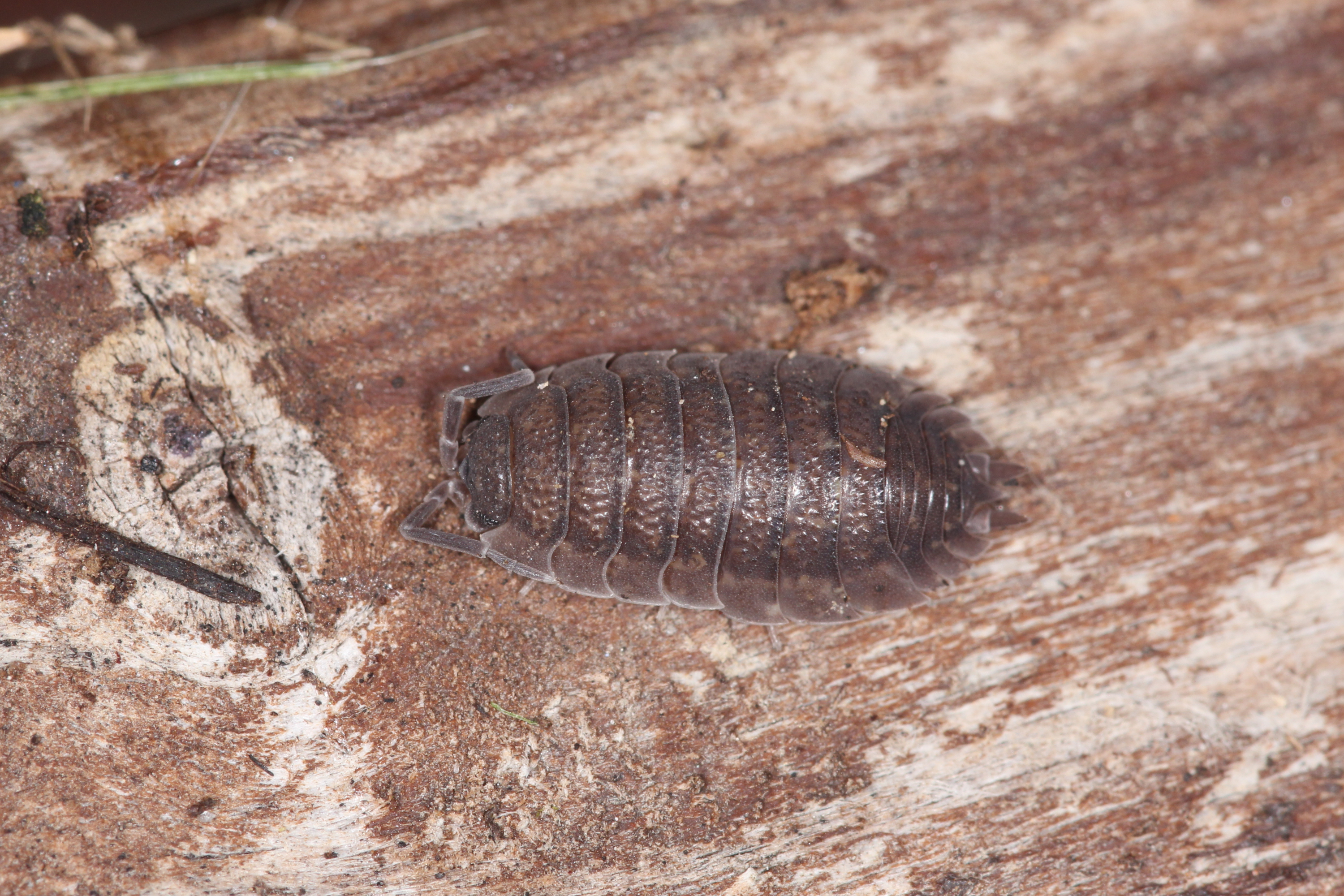 Скабер восход солнцев 5. Porcellio expansus. Porcellio obsoletus. Porcellio scaber морфы. :Porcellio scaber - Wikimedia Commons.