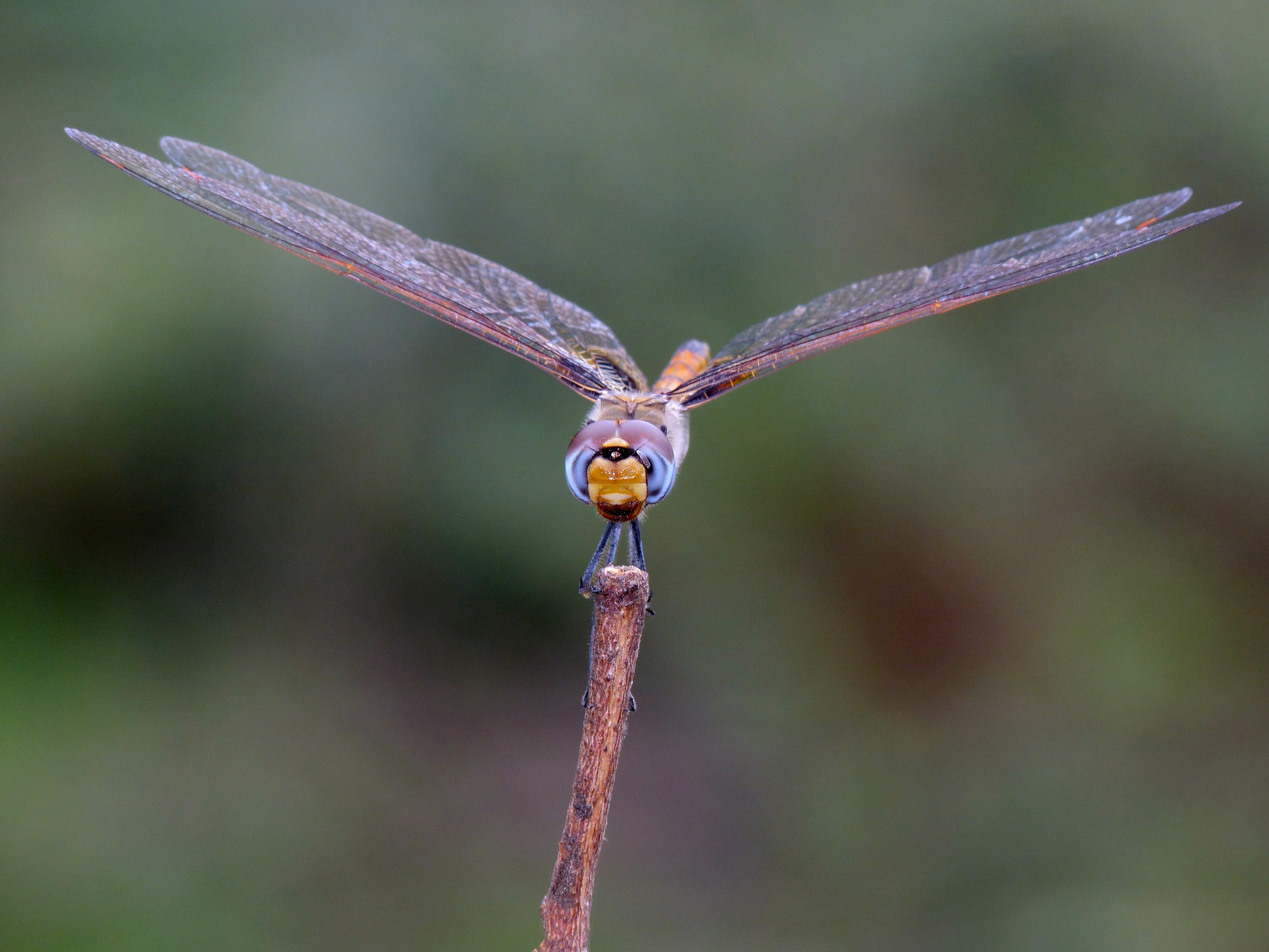 Keyhole Glider (Tramea basilaris) (11857317026).jpg