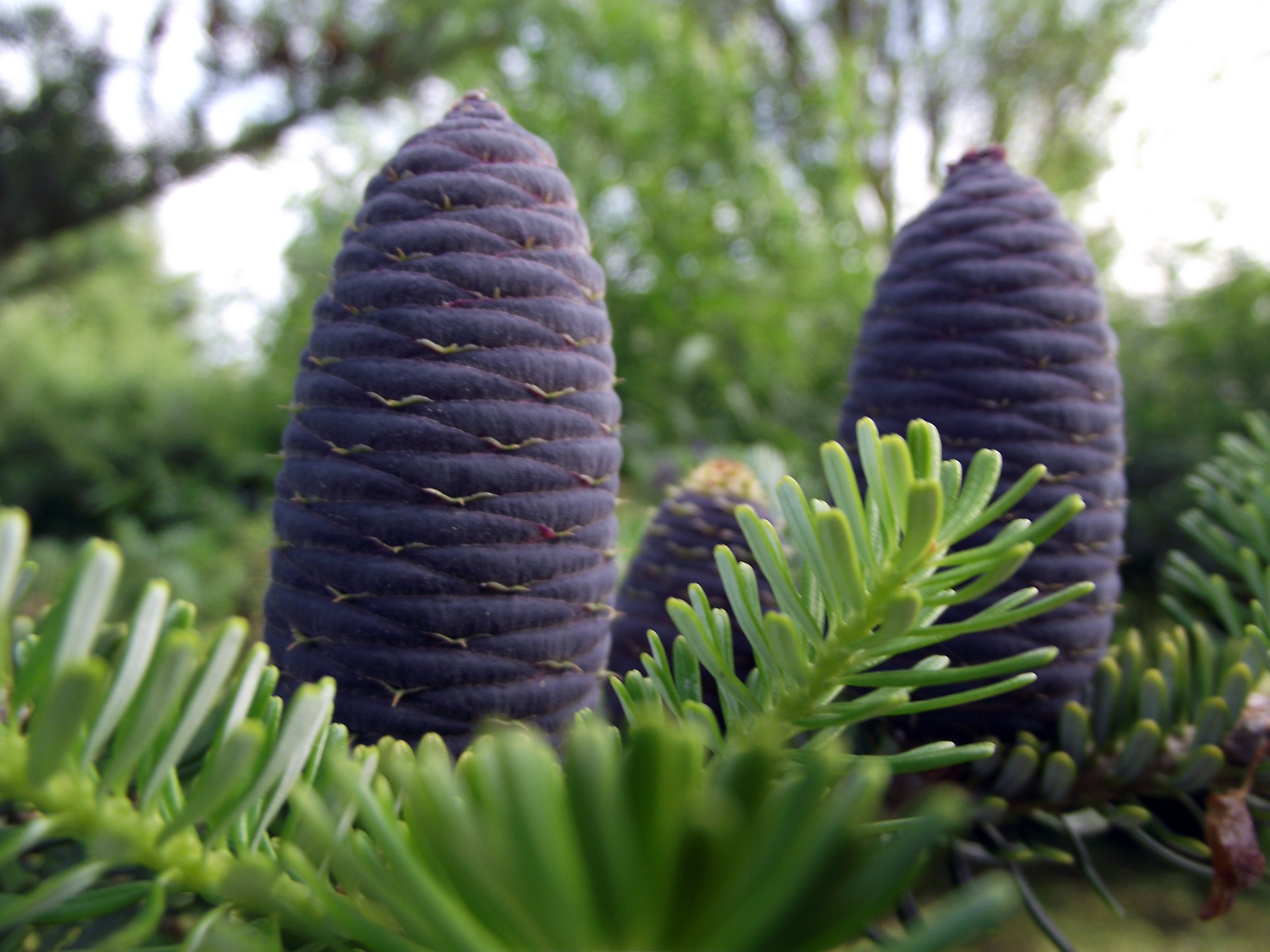 Пихта с синими шишками. Ель Abies Koreana. Пихта Блю Император. Пихта корейская Abies Koreana.