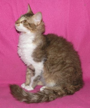 File:Laperm LH blacktabby white.jpg