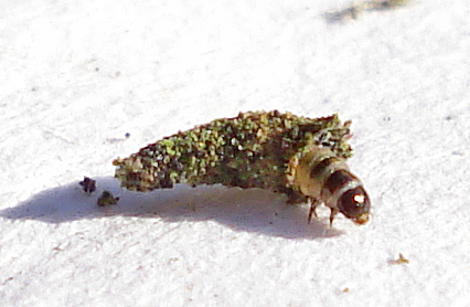 File:Larva - Luffia ferchaultella 2.jpg