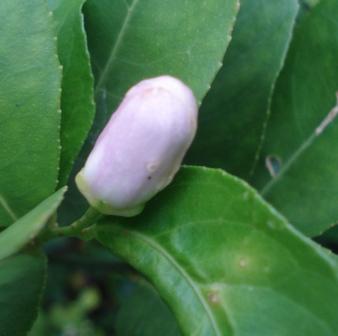 File:Lemon-flowerbud.JPG