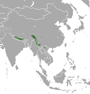 <span class="mw-page-title-main">Long-tailed brown-toothed shrew</span> Species of mammal