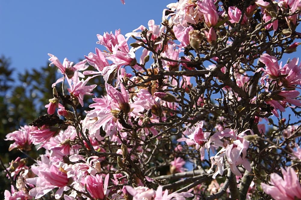 File:Magnolia stellata Rubra  - Wikimedia Commons