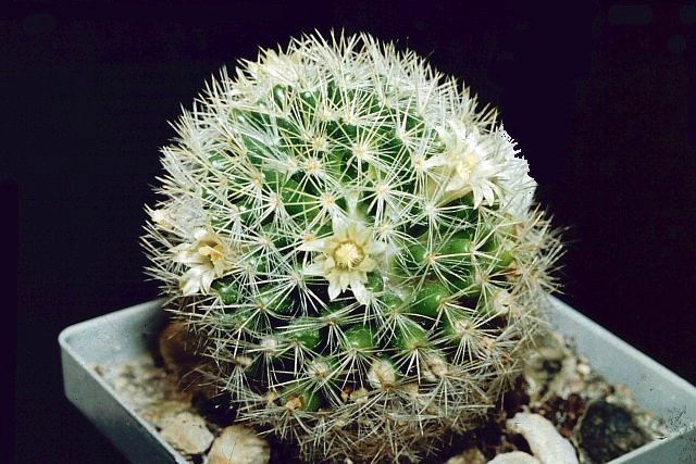 File:Mammillaria picta ssp viereckii pm.jpg