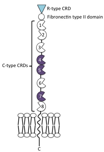 The extracellular portion of the mannose receptor contains an N-terminal cystein-rich domain, a fibronectin type II domain and 8 C-type carbohydrate recognition domains. This is followed by a transmembrane region and a short cytoplasmic C-terminal tail