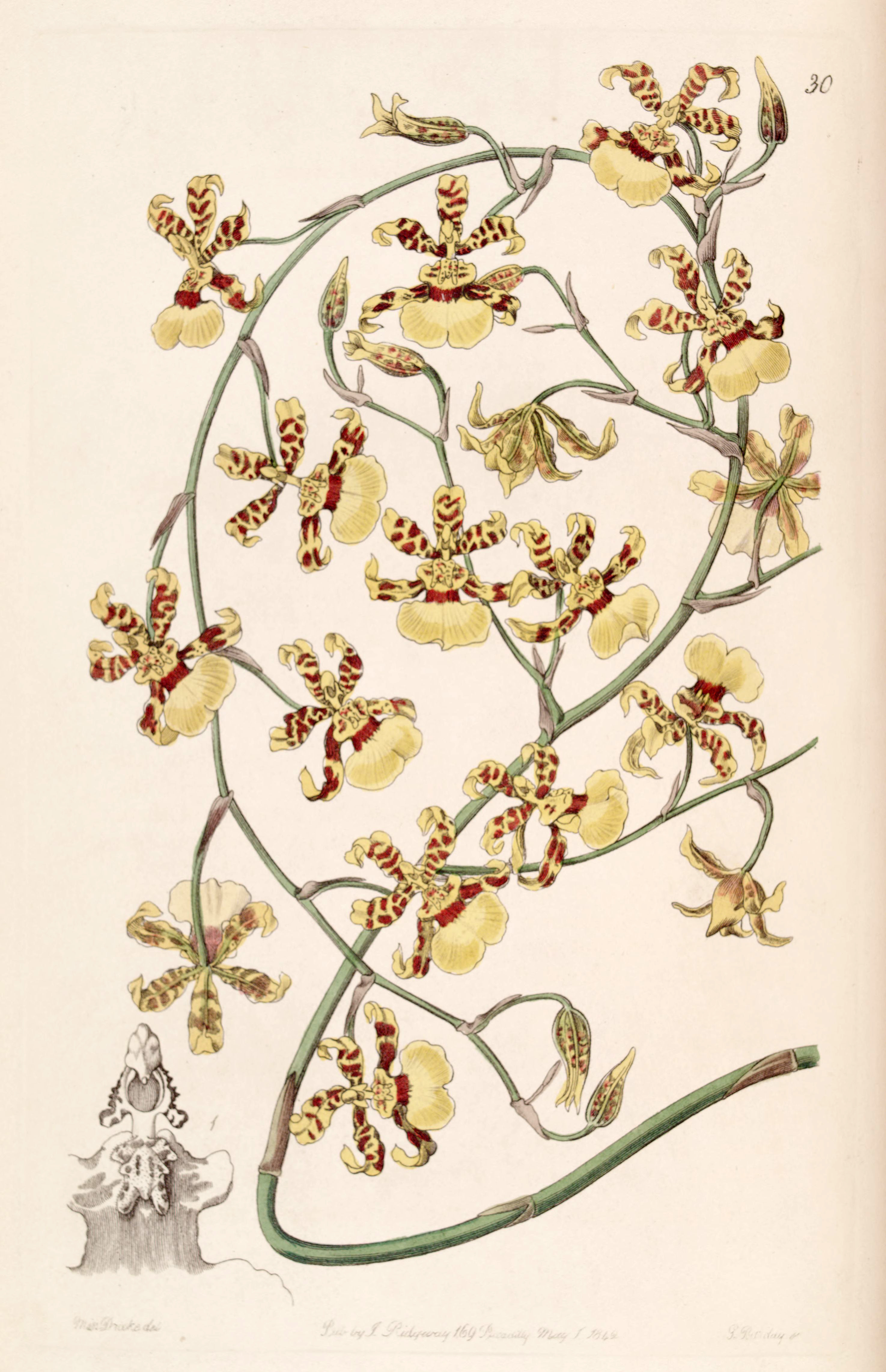 Oncidium sphacelatum - Wikipedia, la enciclopedia libre