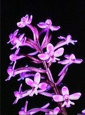 HOA GIEO TỨ TUYỆT - Page 20 Orchis_brancifortii