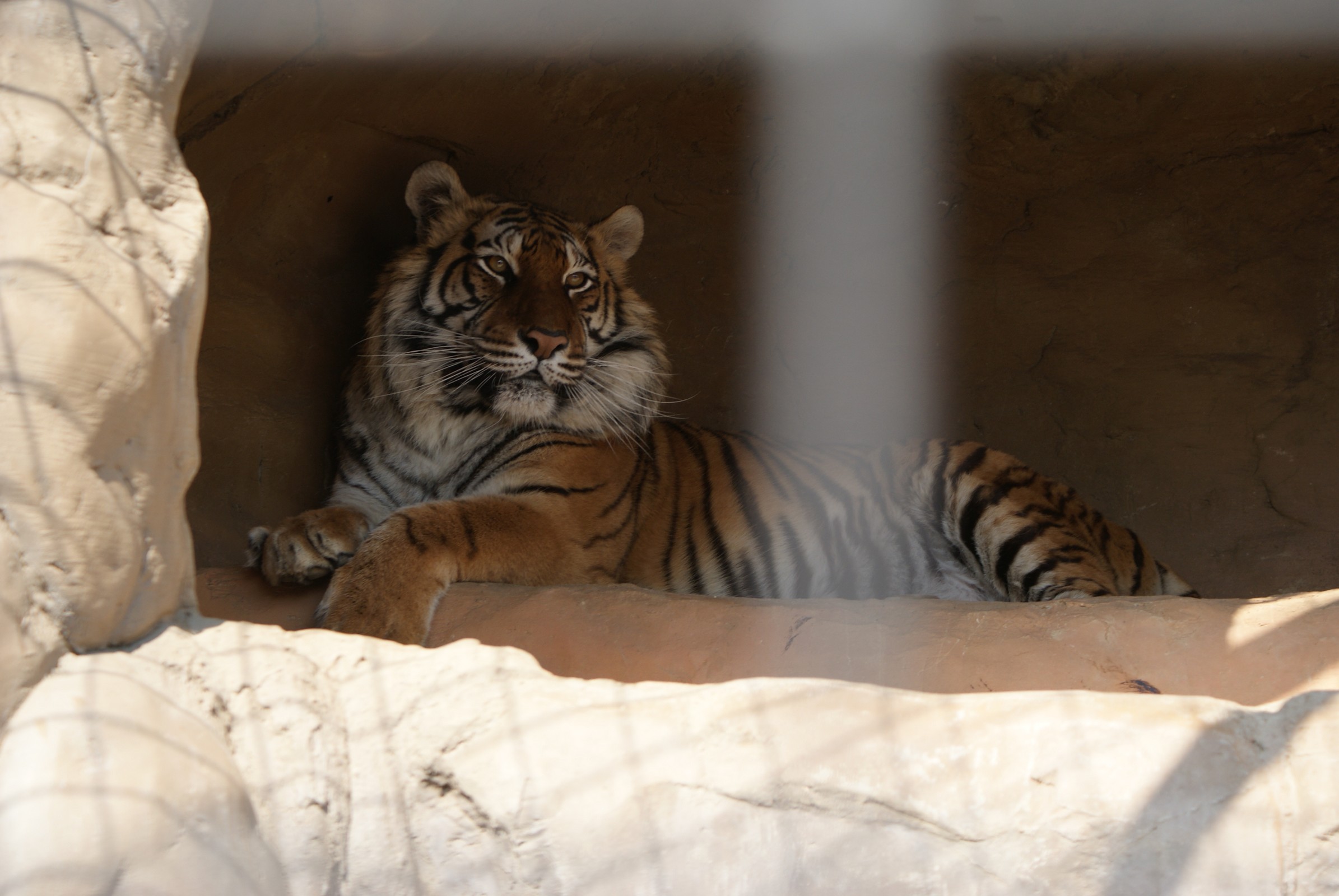 Минск zoo. Минский зоопарк. Минский зоопарк животные.