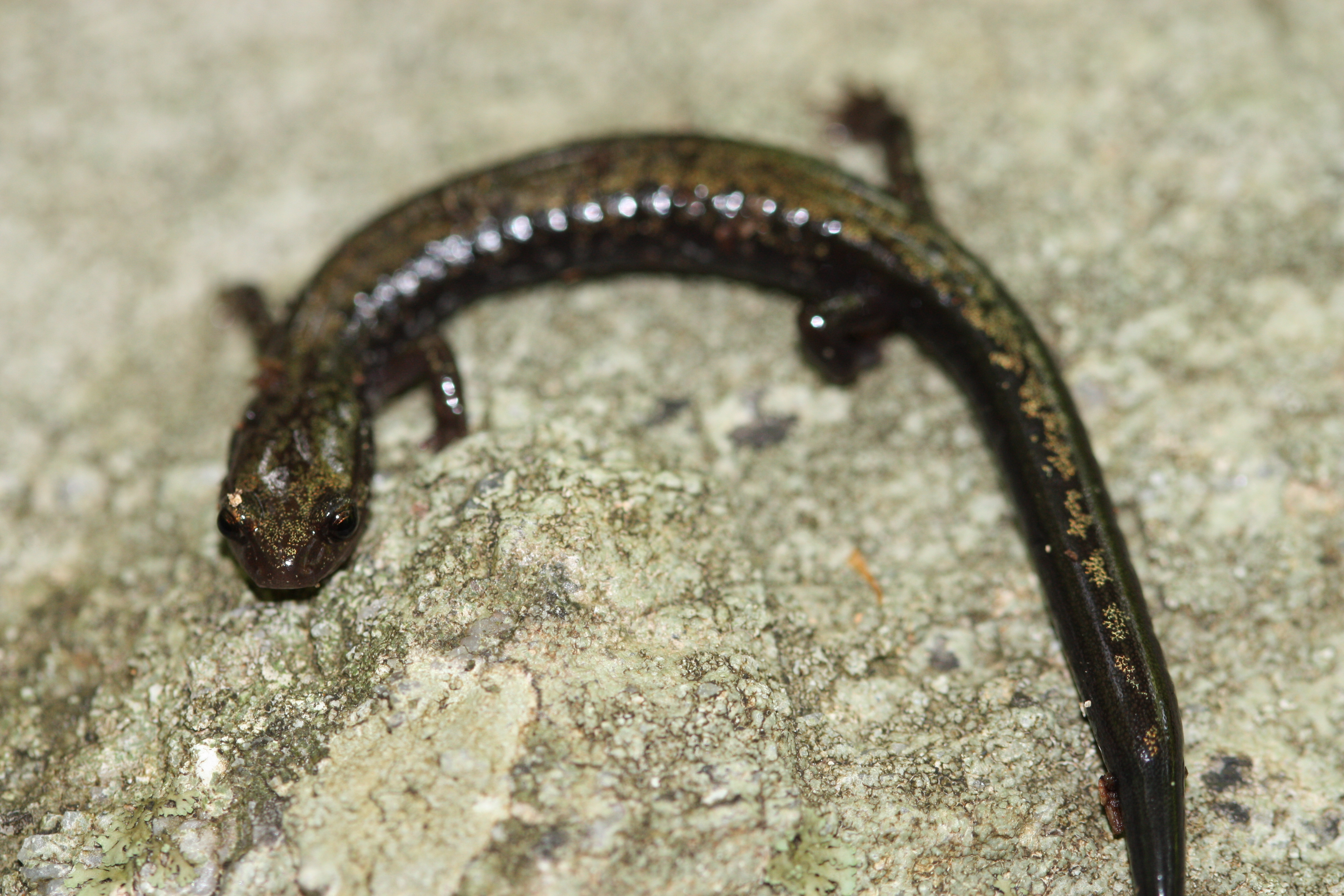 salamander new balance