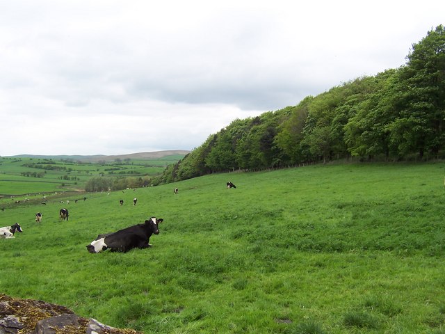 File:Pits Hill Plantation - geograph.org.uk - 171389.jpg