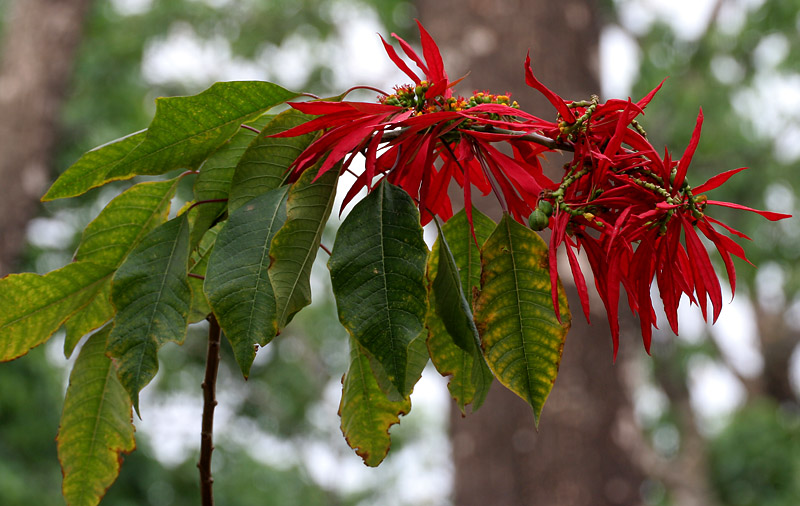 File:Poinsettia, Christmas flower Euphorbia pulcherrima at Jayanti 