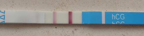 File:Pregnancy test strip.jpg - Wikimedia Commons