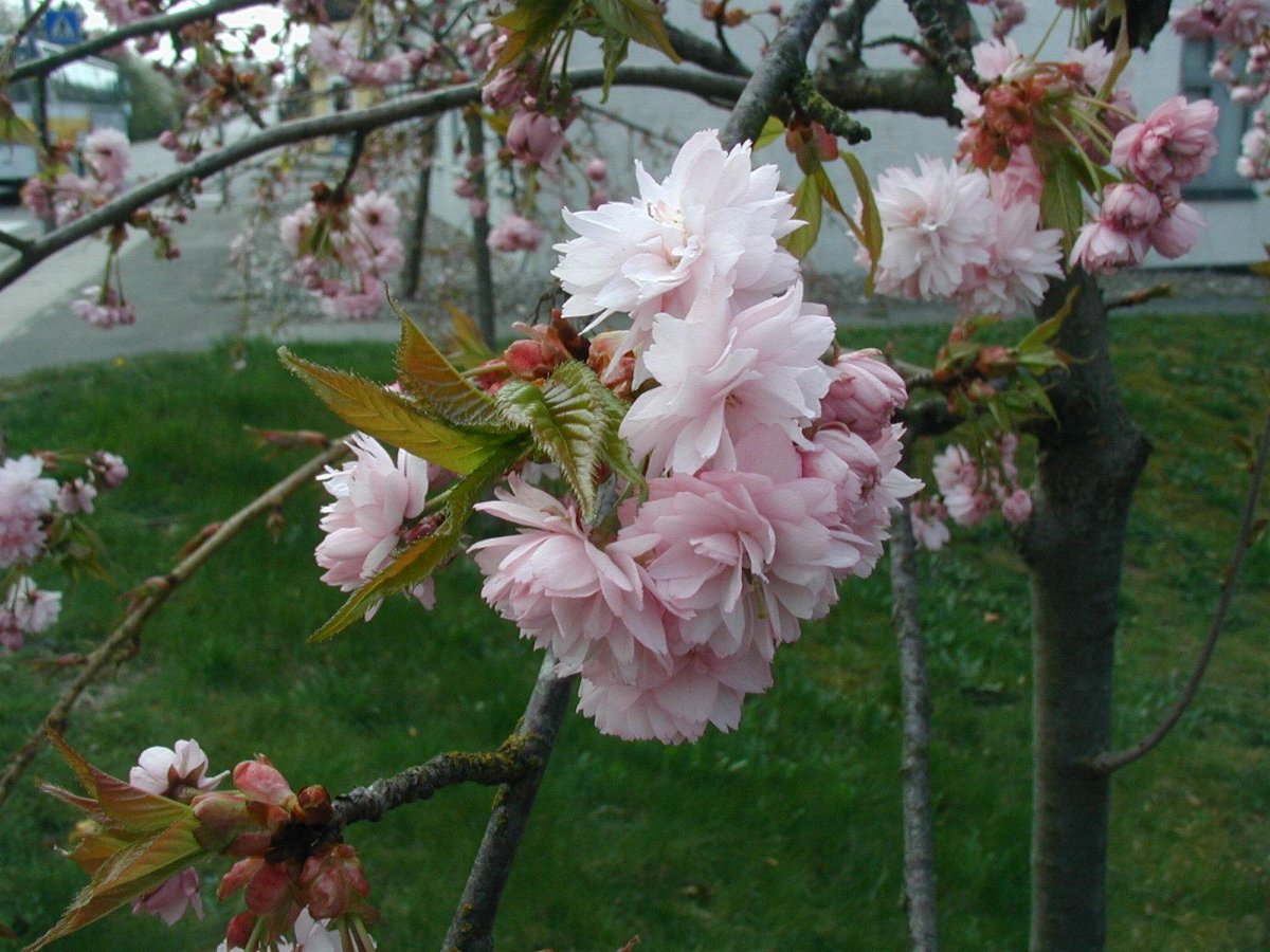 kirsebær blossoms dating site slægtede ånd online dating