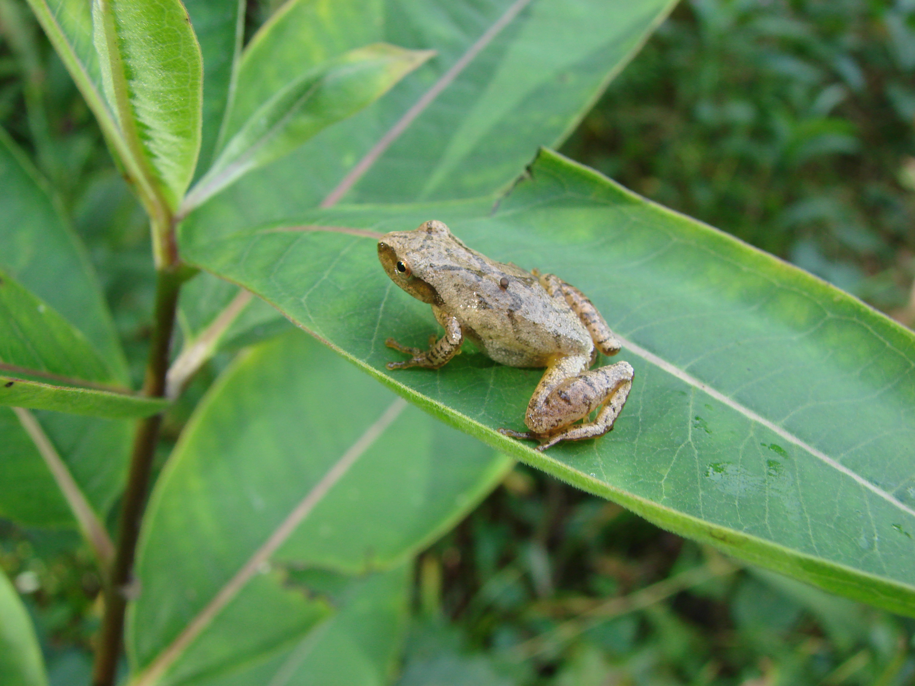 Pseudacris crucifer