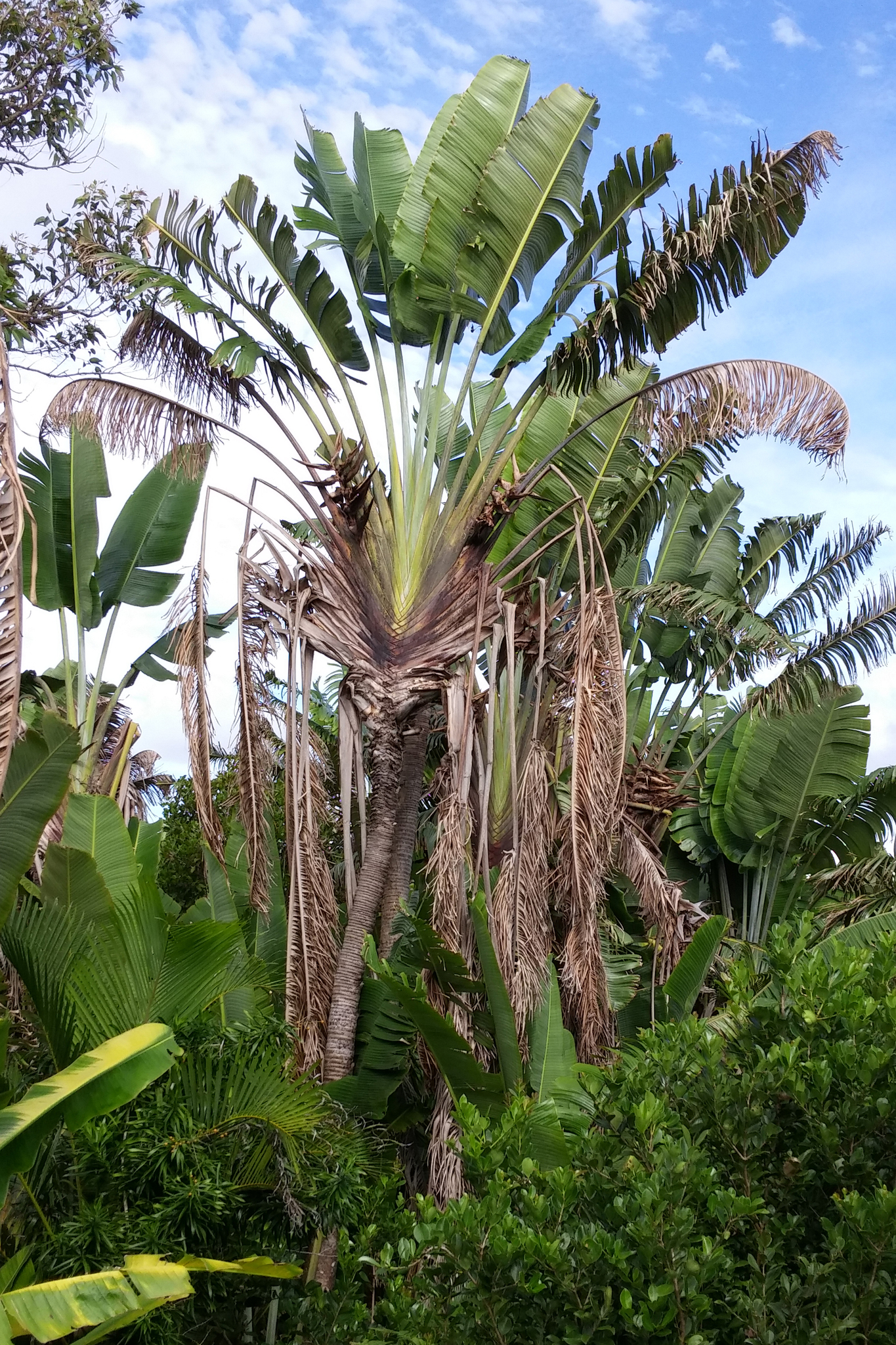 Species of Ravenala in their natural habitat. (a) R. agatheae. (b) R.