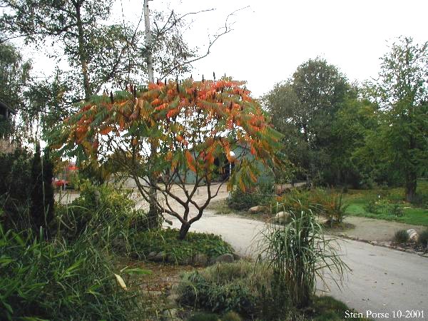 File:Rhus-typhina-habit.jpg