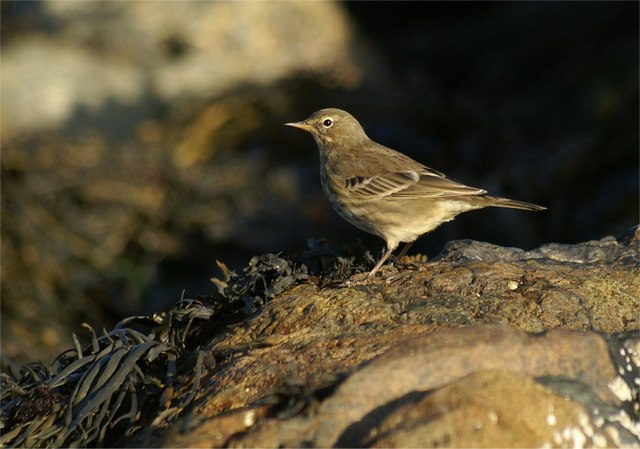 File:Rock Pipit (Anthus petrosus), Norwick - geograph.org.uk - 553790.jpg