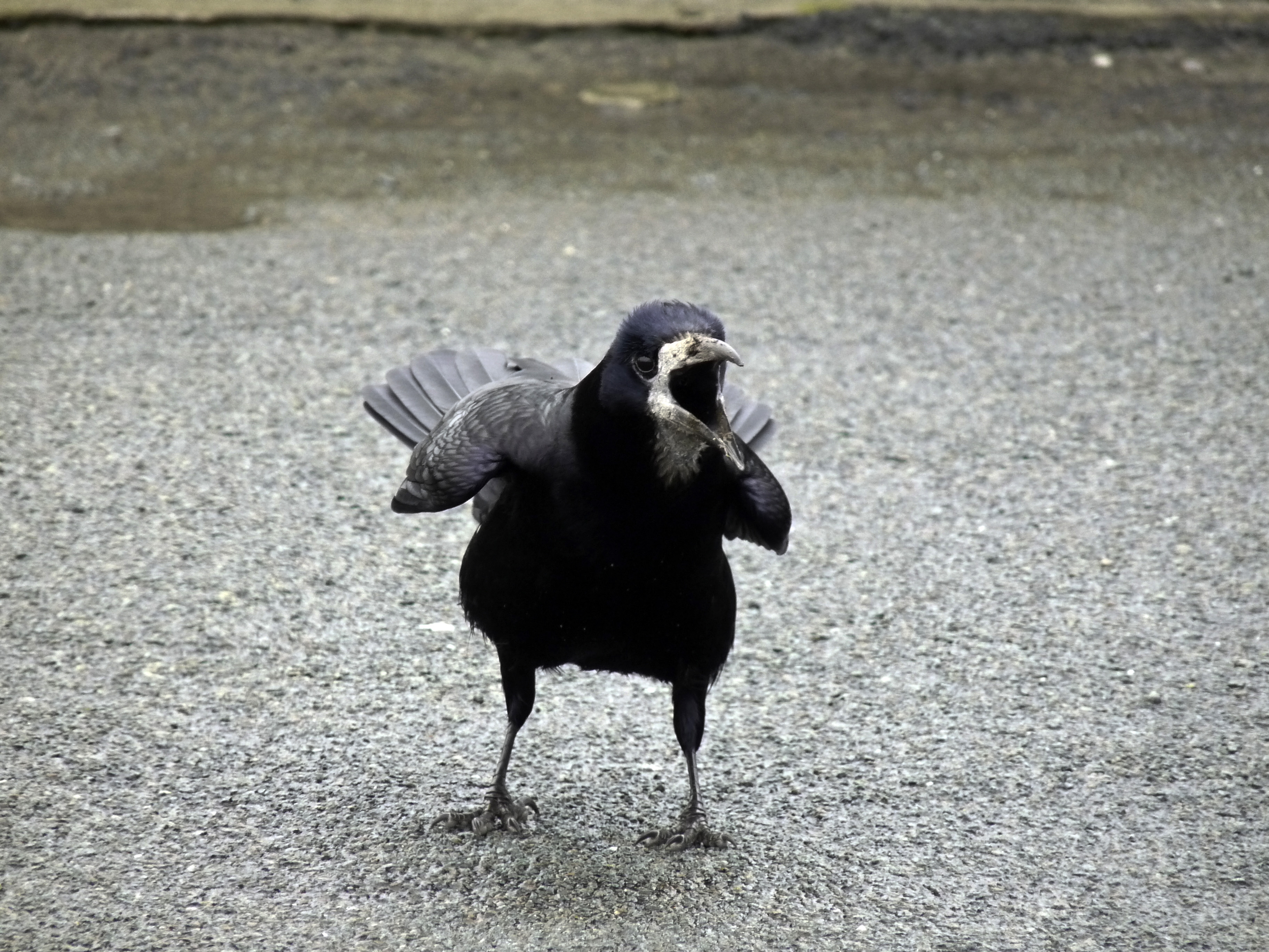 Вороны сильно каркают. Ворон каркает. CAW CAW. CAW.