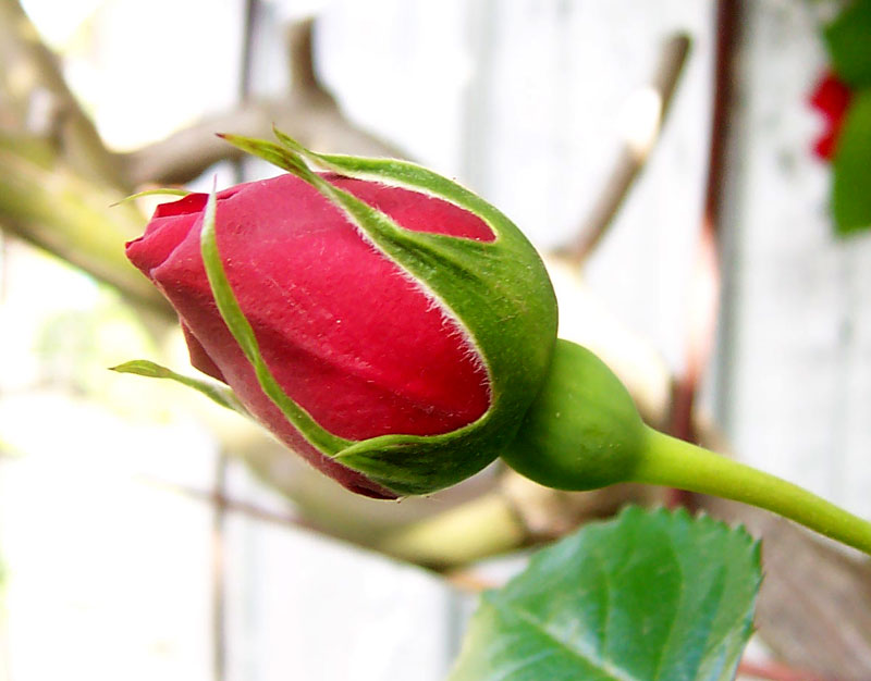 Rosebud