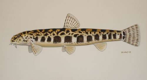 Golden loach - Wikipedia