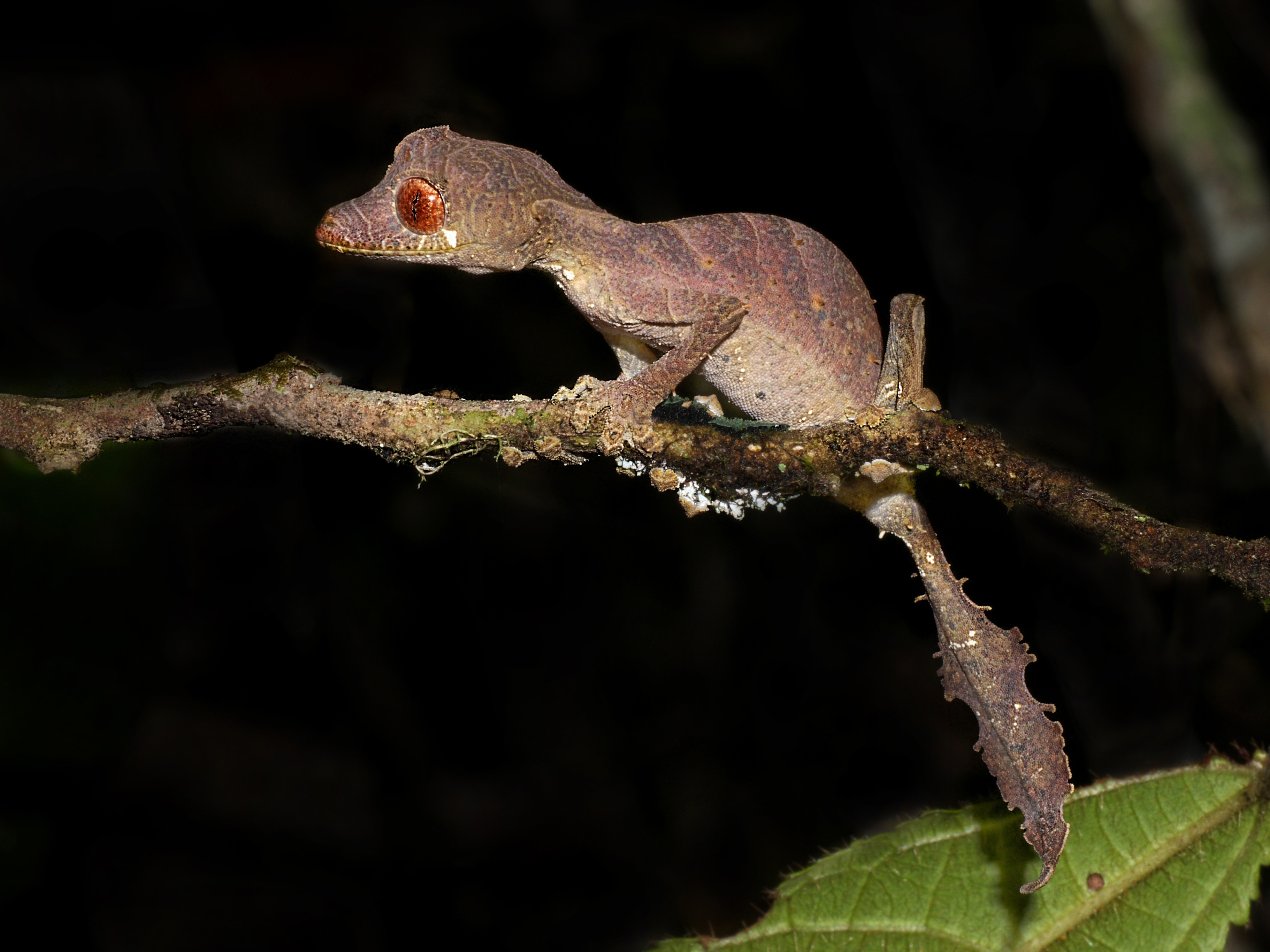 Мадагаскарский яйценосный дрозд лат madagascar ovum turdi. Мадагаскарский плоскохвостый геккон. Сатанинский листохвостый геккон. Геккон уроплятус. Геккон бананоед.