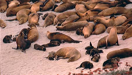 File:Sea lion beach.jpg