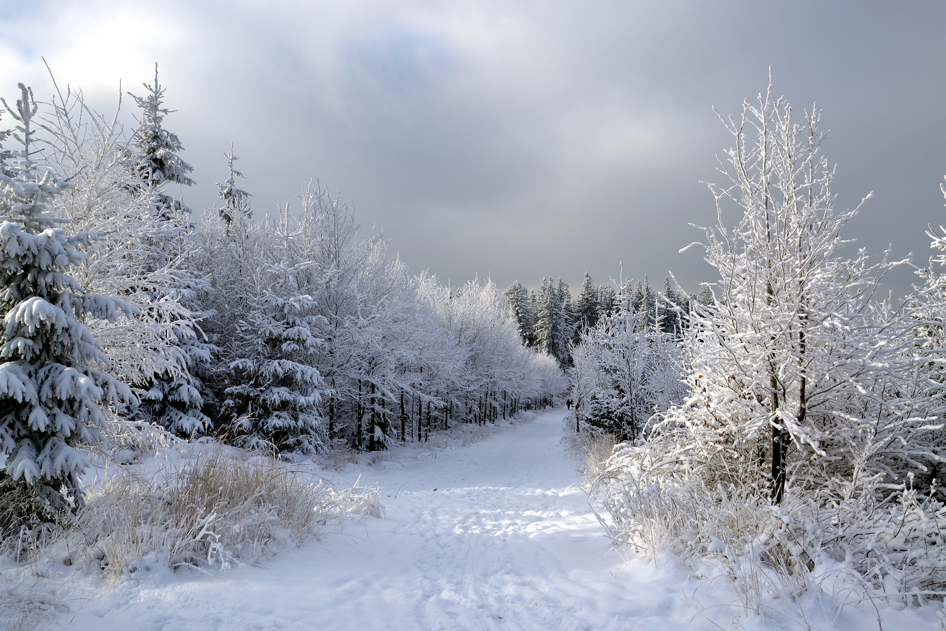 Снежок укрыл. Снег накрыл деревья. Зима укрыла снегом. Лес укрывает снегом. Укутанные снегом.