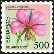 File:Stamp of Belarus - 2002 - Colnect 85881 - Chamaenerion angustifolium.jpeg