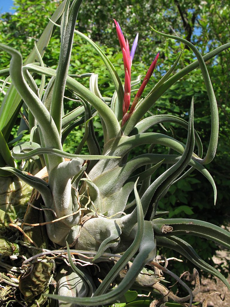 Tillandsia caput-medusae -Air plant