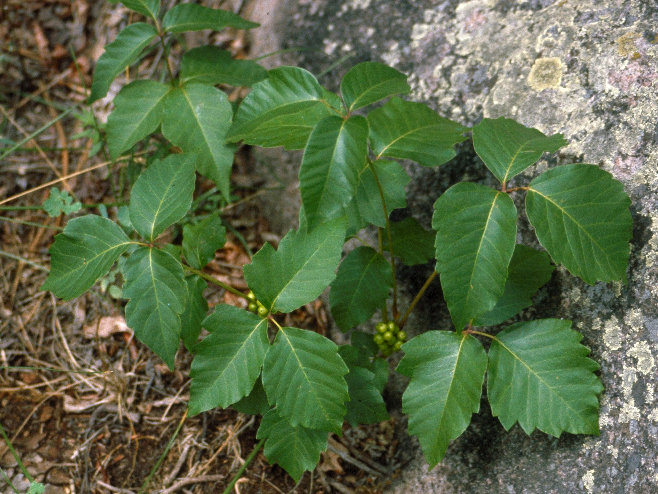 Poison Ivy Svenska