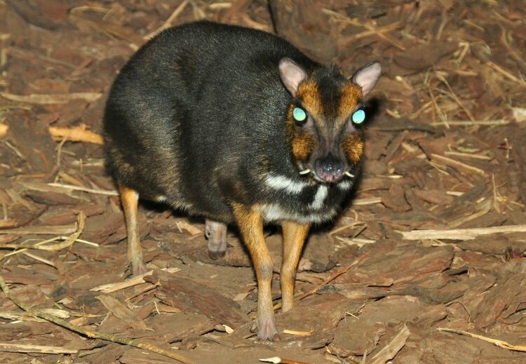 philippine mouse deer