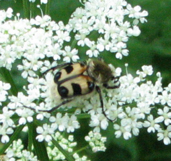 File:Trichius fasciatus2.jpg