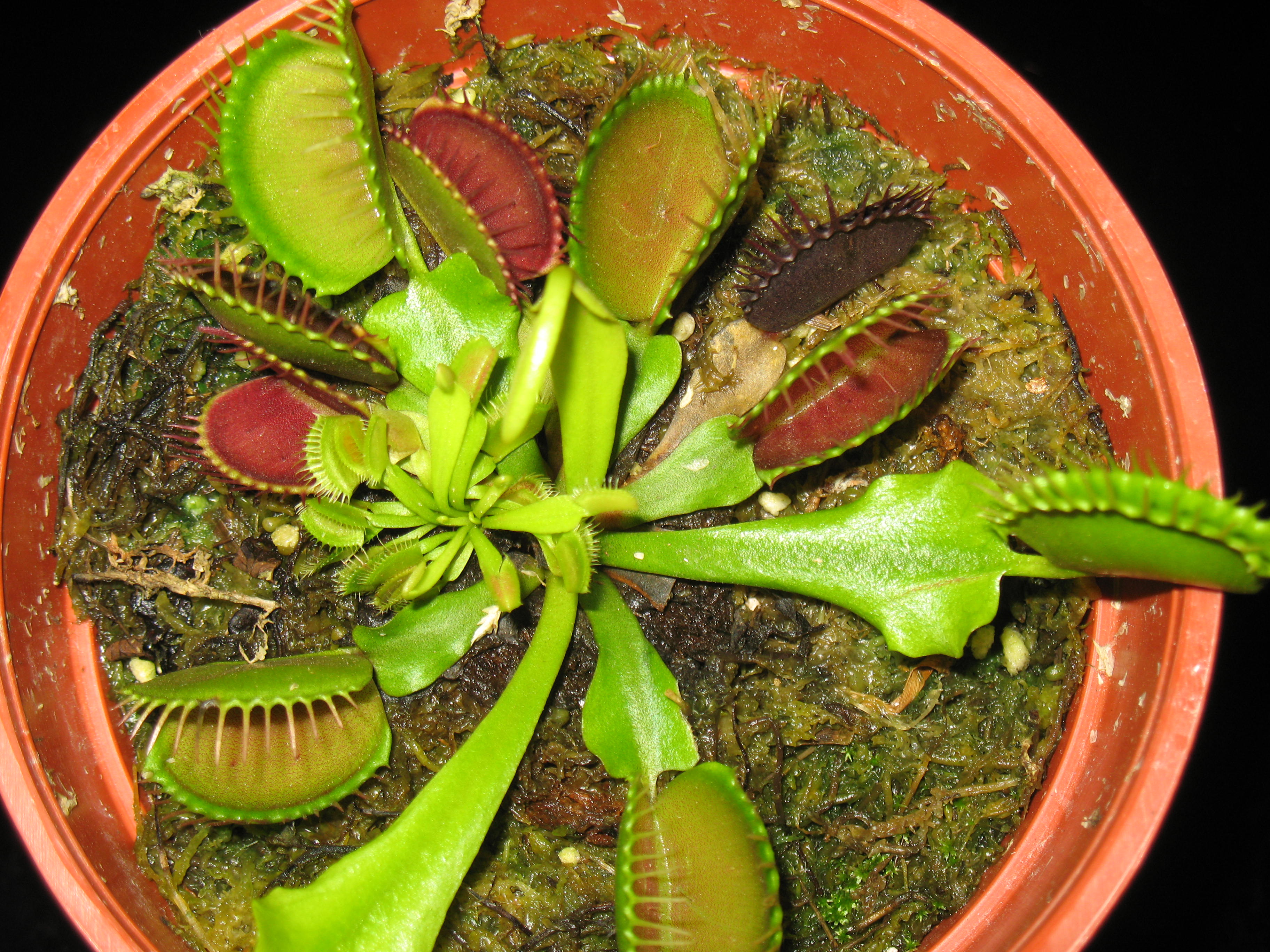 Venus Fly Trap Dionaea Muscipula