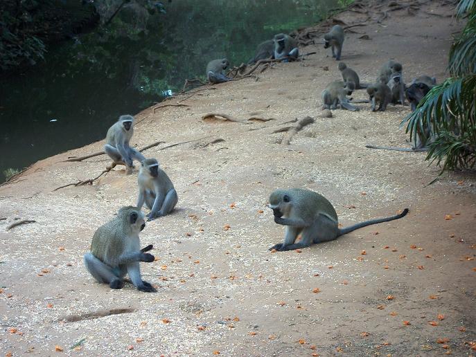 File:Vervets eating seeds Amanzimtoti.JPG