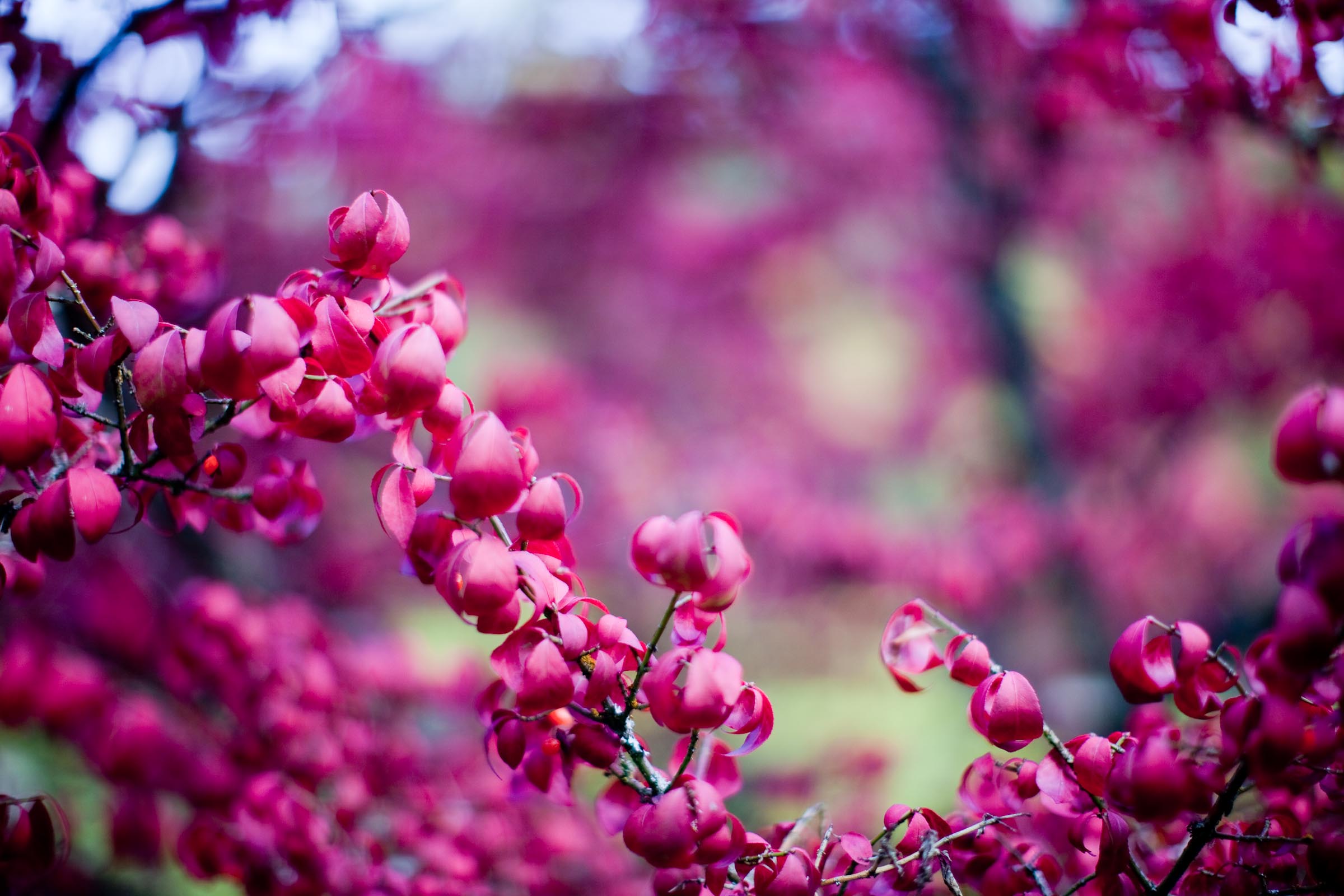 File:Washington Park Arboretum purple flowers.jpg ...