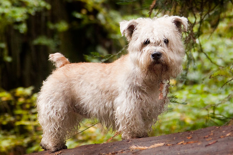 File:Wheaten glen of imaal.jpg