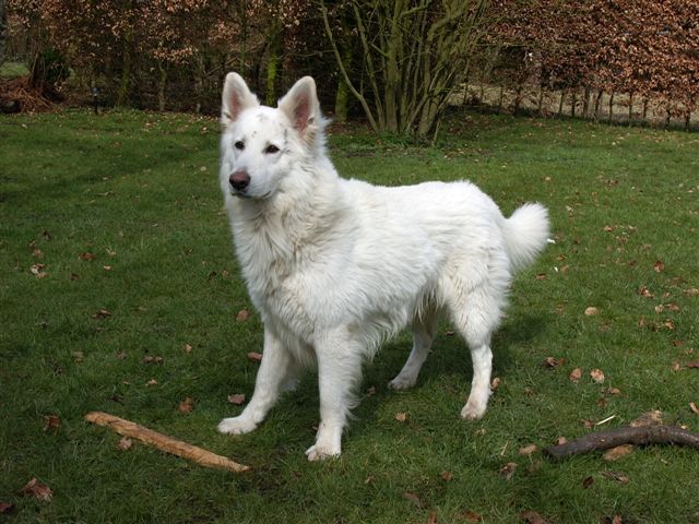 All white hot sale shepherd dog