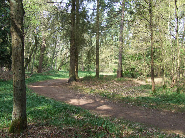 File:Woodland, near Quatford, Shropshire - geograph.org.uk - 409190.jpg