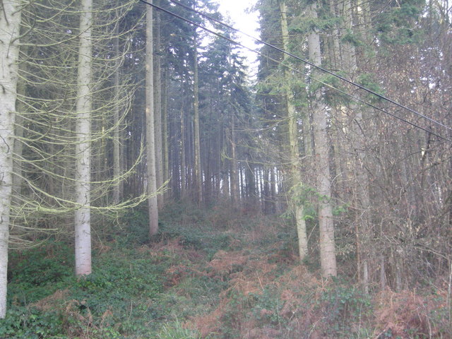 File:Woodland known as 'The Wilds' - geograph.org.uk - 685286.jpg