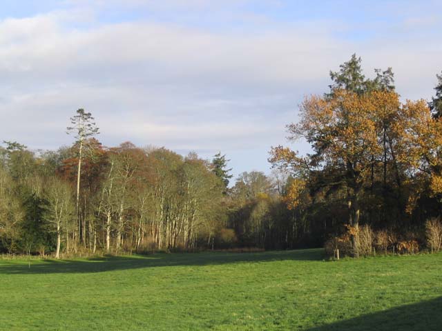 File:Woodland on the Newton Estate - geograph.org.uk - 285723.jpg