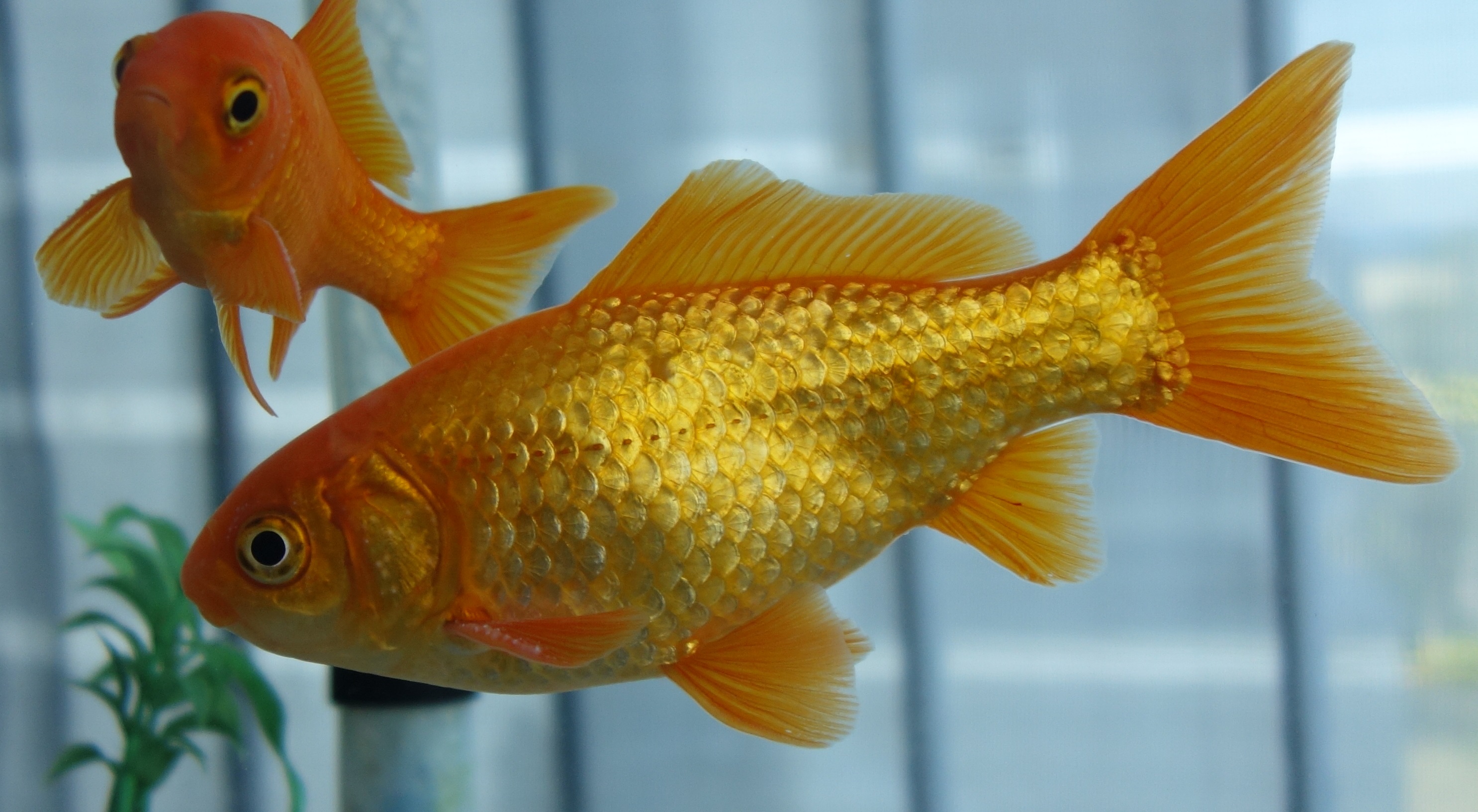 Ikan emas