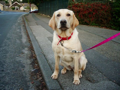 golden labrador